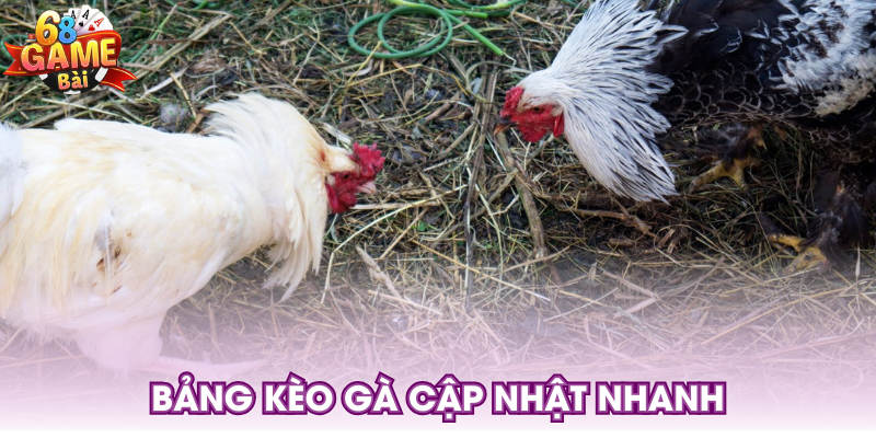 Bảng kèo gà cập nhật nhanh