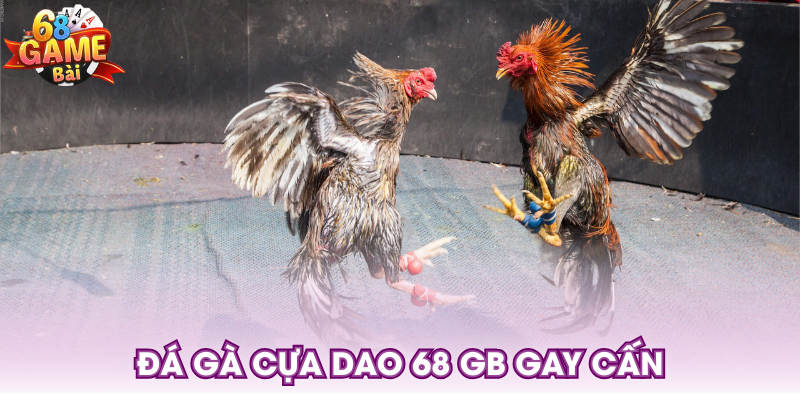Đá gà cựa dao 68 GB gay cấn