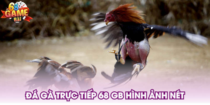 Đá gà trực tiếp 68 GB hình ảnh nét