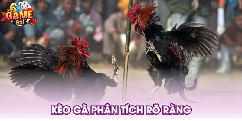 Kèo gà phân tích rõ ràng