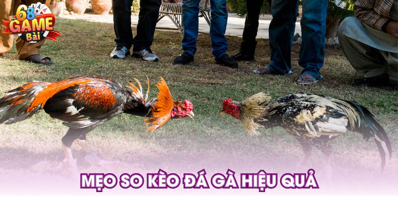 Mẹo so kèo đá gà hiệu quả