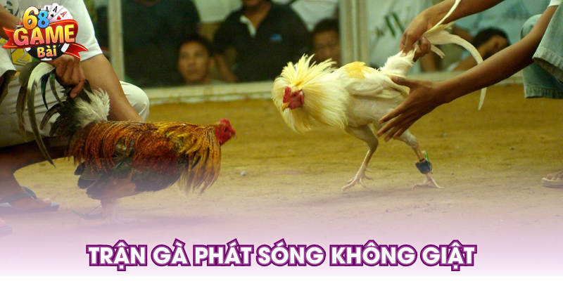 Trận gà phát sóng không giật