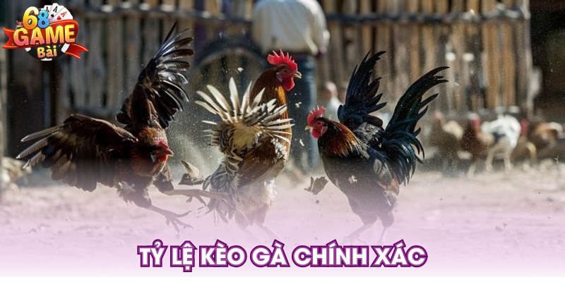 Tỷ lệ kèo gà chính xác